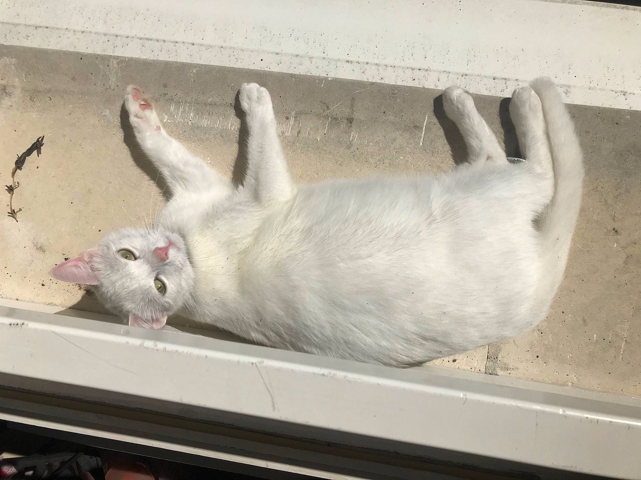 Mia a rejoint le concours — aidez-le/la à gagner de superbes lots ! domestic_rabbit, fawn, hare, rabbit, rabbits_and_hares, snout, tail, whiskers, white