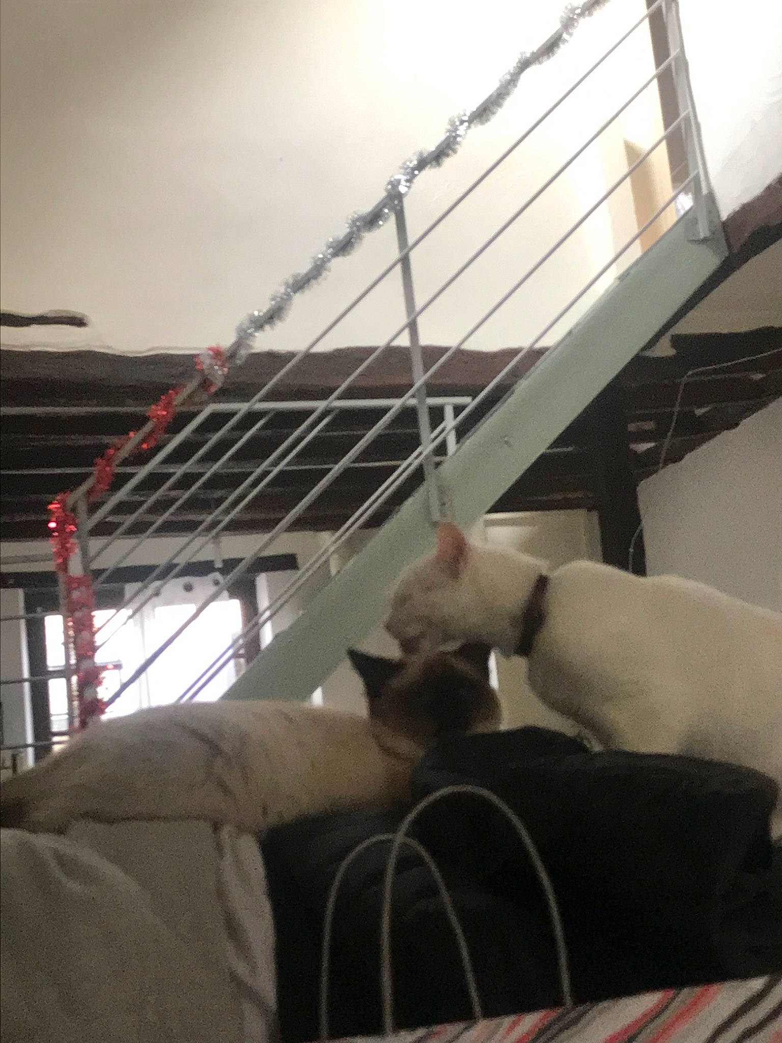 Rose participe au concours pour gagner de l'argent avec cette photo : cat, daylighting, felidae, non_sporting_group, room, small_to_medium_sized_cats