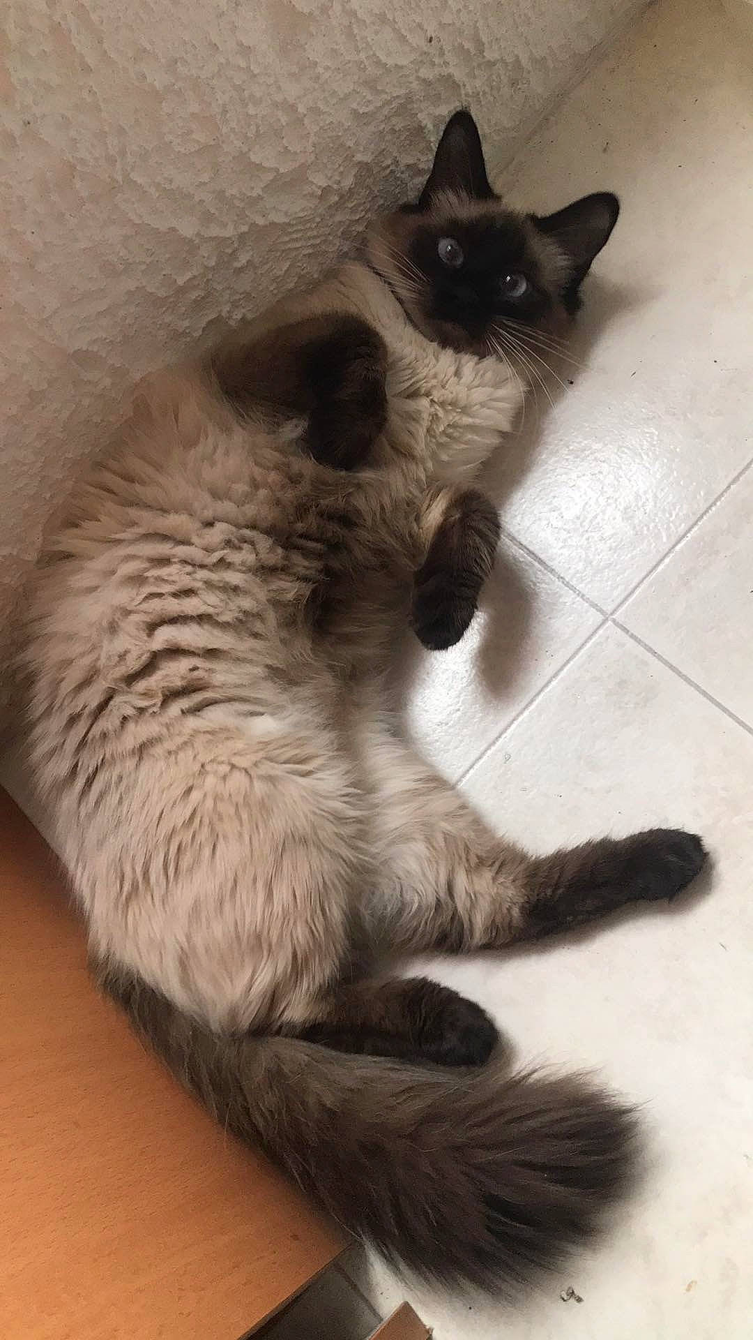 Rose participe au concours pour gagner de l'argent avec cette photo : balinese, birman, carnivore, cat, claw, felidae, himalayan, mammal, nose, paw, ragdoll, siamese, small_to_medium_sized_cats, snout, snowshoe, tail, thai, tonkinese, vertebrate, whiskers