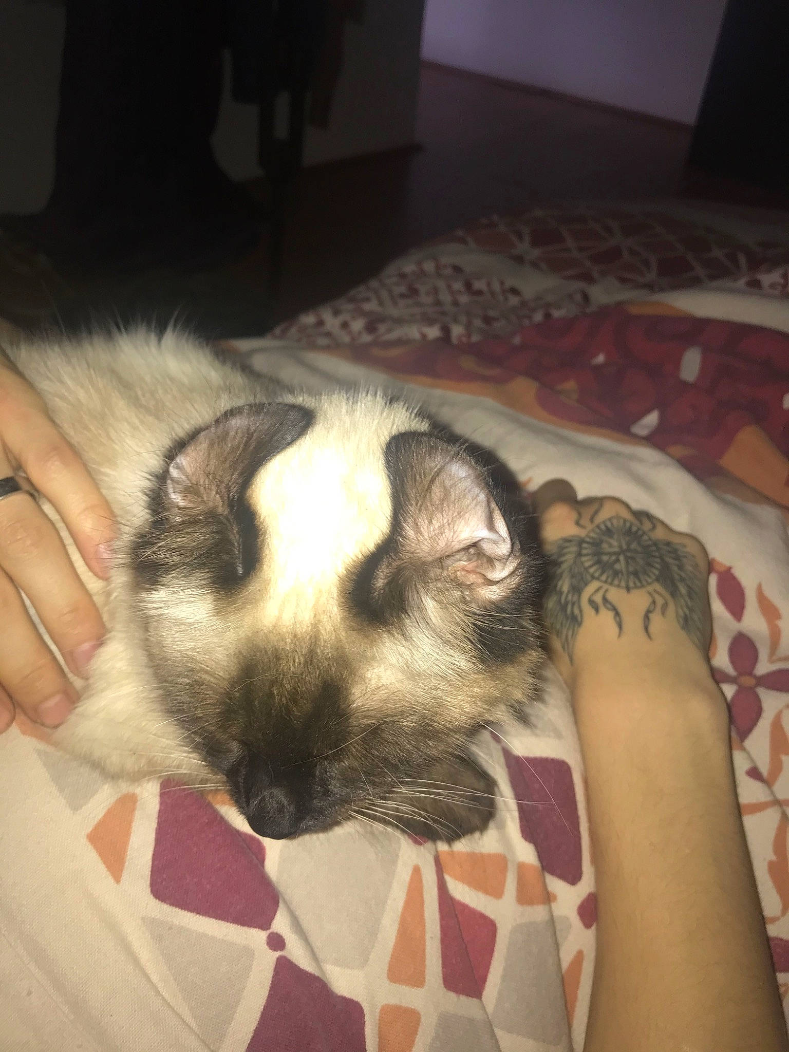 Rose participe au concours pour gagner de l'argent avec cette photo : canidae, carnivore, dog, dog_breed, ear, fawn, mammal, non_sporting_group, nose, puppy, shih_tzu, sporting_group, whiskers