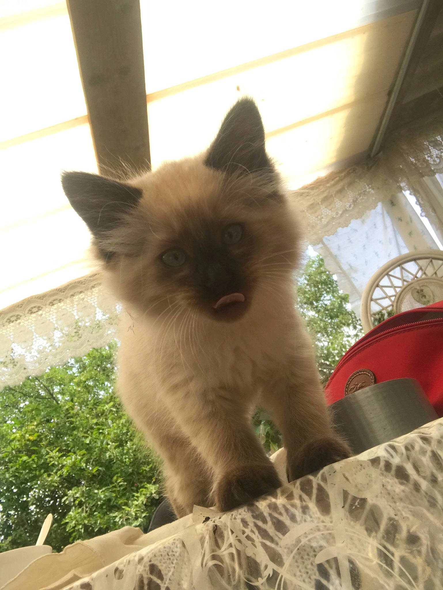 Rose a rejoint le concours — aidez-le/la à gagner de superbes lots ! balinese, birman, british_longhair, carnivore, cat, domestic_long_haired_cat, fawn, felidae, himalayan, kitten, mammal, persian, ragdoll, siamese, small_to_medium_sized_cats, tail, thai, tonkinese, vertebrate, whiskers