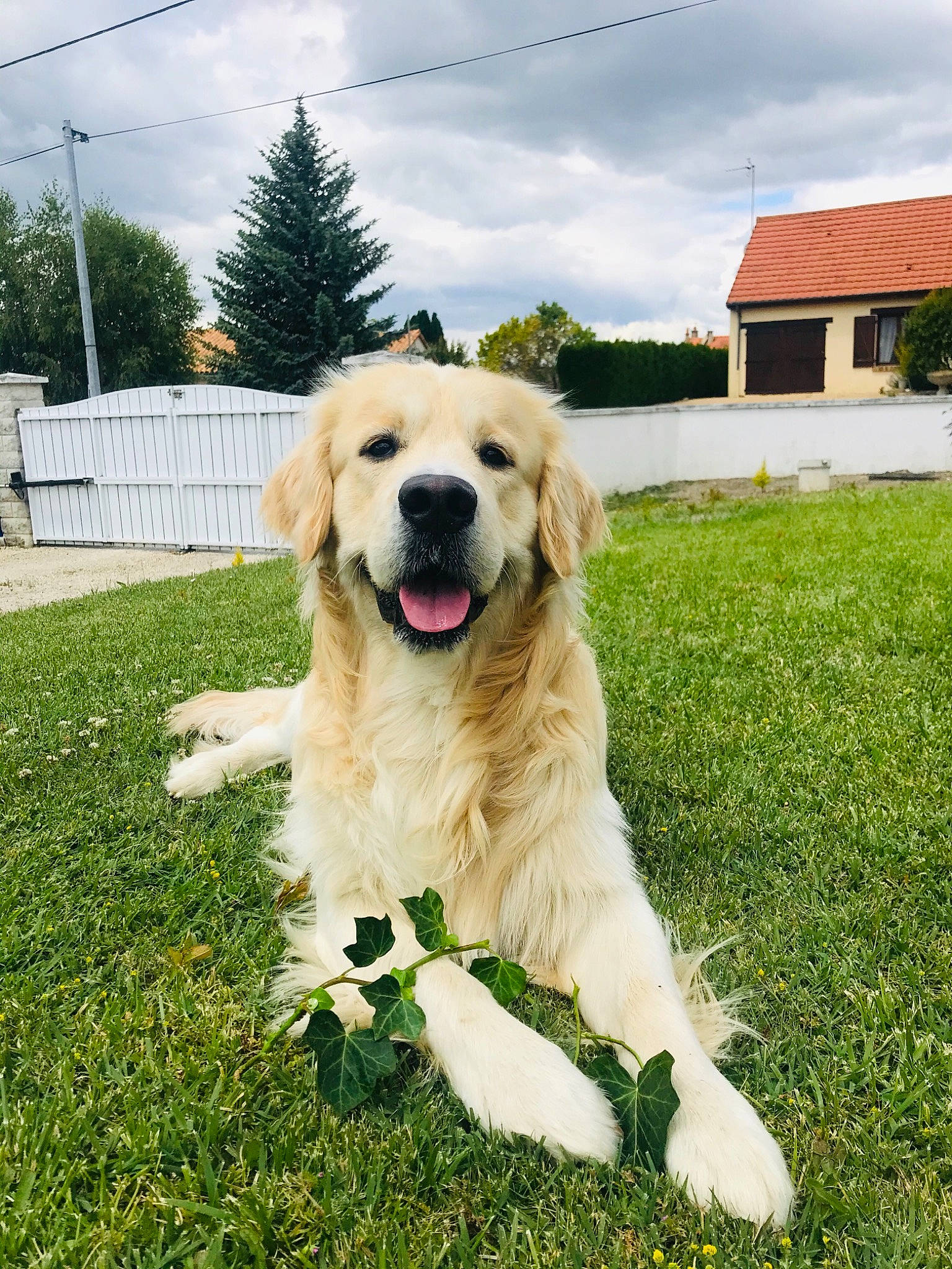 Hooper participe au concours pour gagner de l'argent avec cette photo : canidae, carnivore, collar, companion_dog, cottage, dog, dog_breed, fur, golden_retriever, guard_dog, gun_dog, hunting_dog, lawn, livestock_guardian_dog, mammal, retriever, snout, sporting_group, working_animal, yard