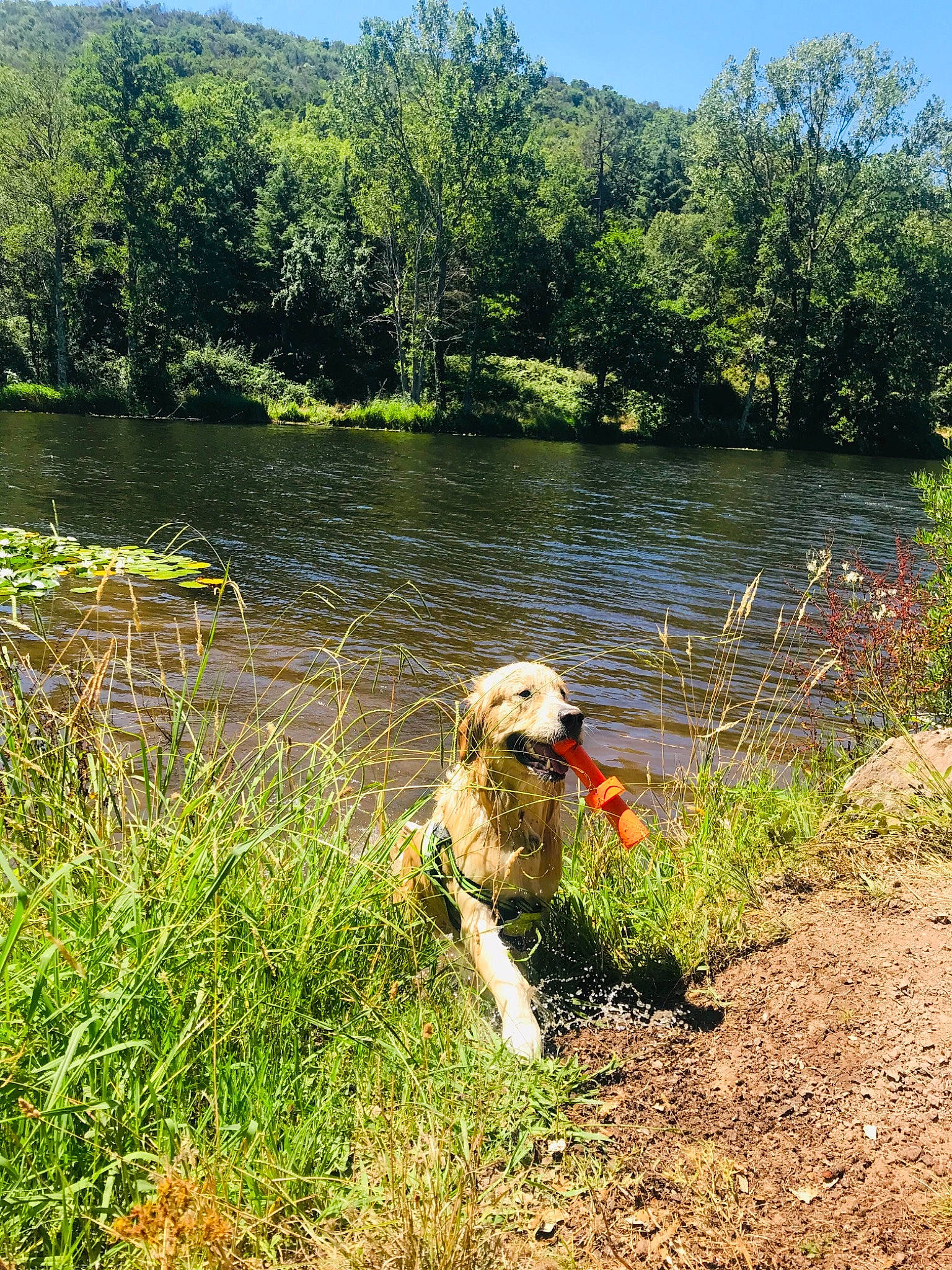 Hooper a rejoint le concours — aidez-le/la à gagner de superbes lots ! adventure, bank, canidae, carnivore, companion_dog, dog, dog_breed, dog_supply, fen, fluvial_landforms_of_streams, hunting_dog, lake, loch, mammal, reservoir, riparian_forest, riparian_zone, sporting_group, wetland, working_animal