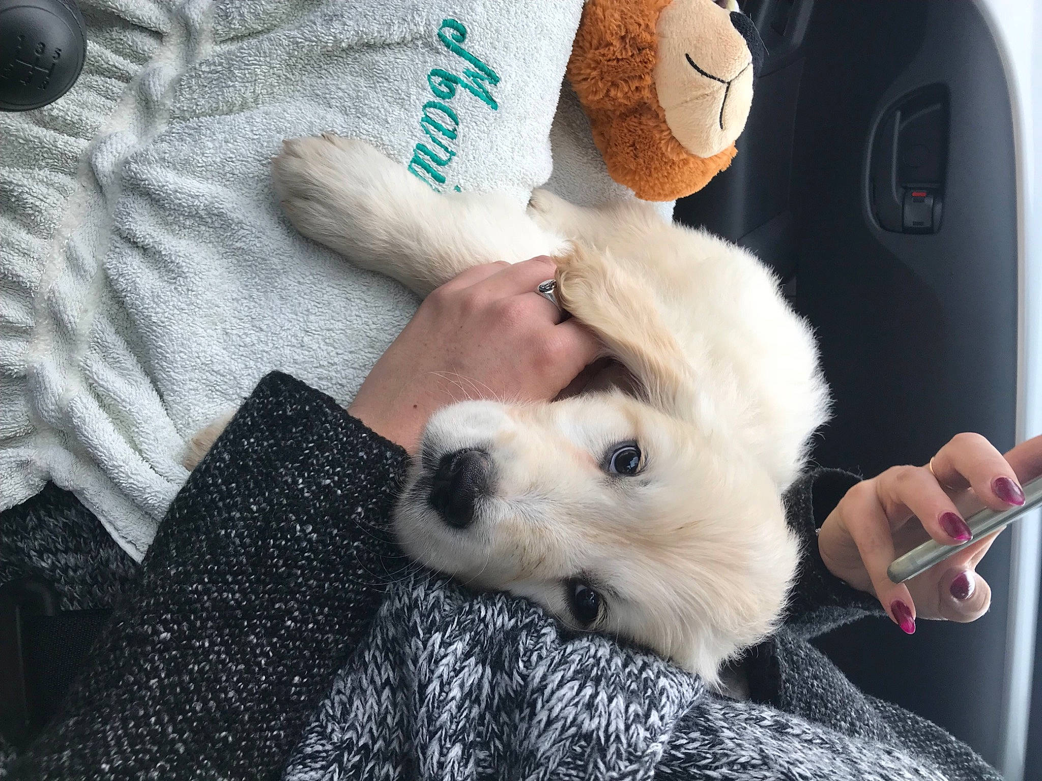 Hooper participe au concours pour gagner de l'argent avec cette photo : baby_toys, canidae, companion_dog, dog_breed, fur, nail, pet_supply, plush, snout, stuffed_toy, textile, toy, toy_dog, vertebrate, working_animal