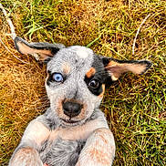 Phoebe Marie is registered to the contest to win money with this photo: adorable, animal, blue_eye, closeup, cute, dog, ears, face, fur, grass, heterochromia, laying_down, muzzle, nature, outdoor, pet, playful, puppy, whiskers, young