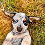 adorable, animal, blue_eye, closeup, cute, dog, ears, face, fur, grass, heterochromia, laying_down, muzzle, nature, outdoor, pet, playful, puppy, whiskers, young