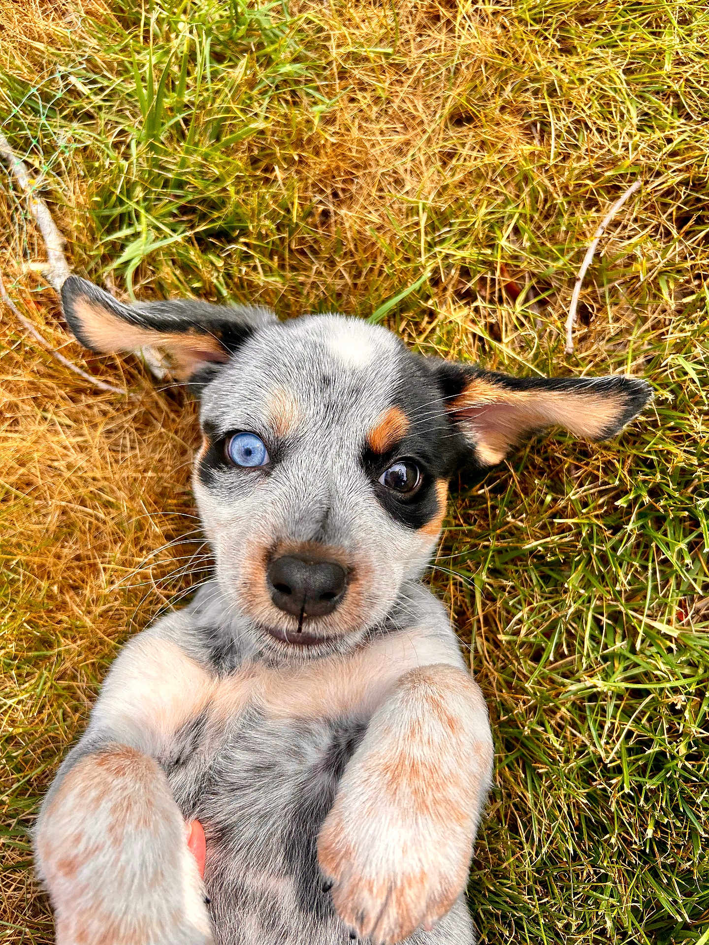 Phoebe Marie is registered to the contest to win money with this photo: adorable, animal, blue_eye, closeup, cute, dog, ears, face, fur, grass, heterochromia, laying_down, muzzle, nature, outdoor, pet, playful, puppy, whiskers, young