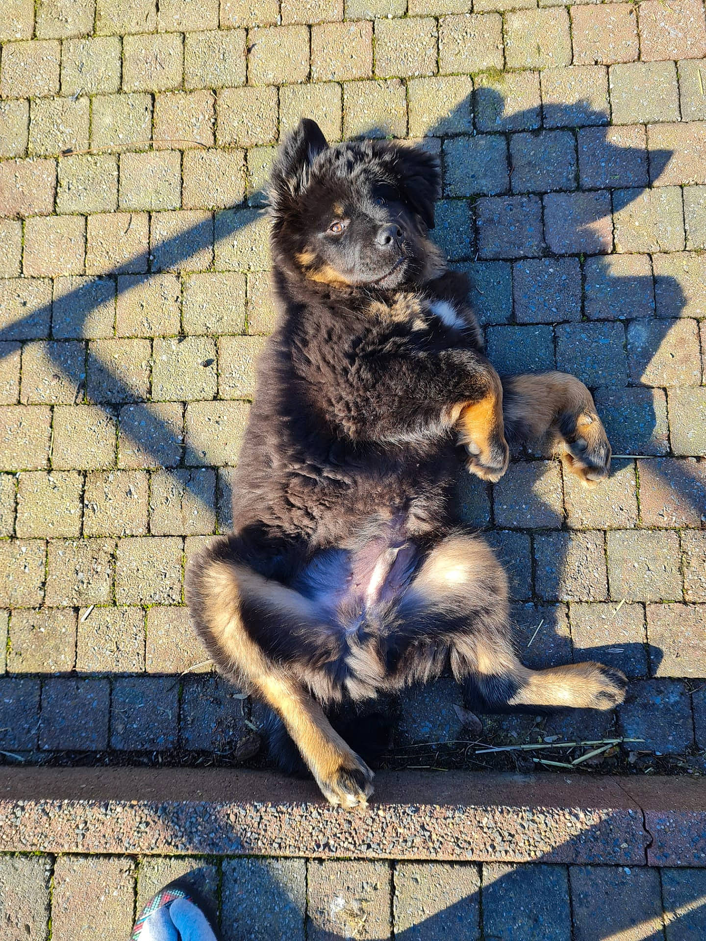 Tashi participe au concours pour gagner de l'argent avec cette photo : art, blue, brick, brickwork, carnivore, companion_dog, dog, dog_breed, electric_blue, flooring, fur, grey, line, photograph, road_surface, sidewalk, snout, tail, tints_and_shades, wall