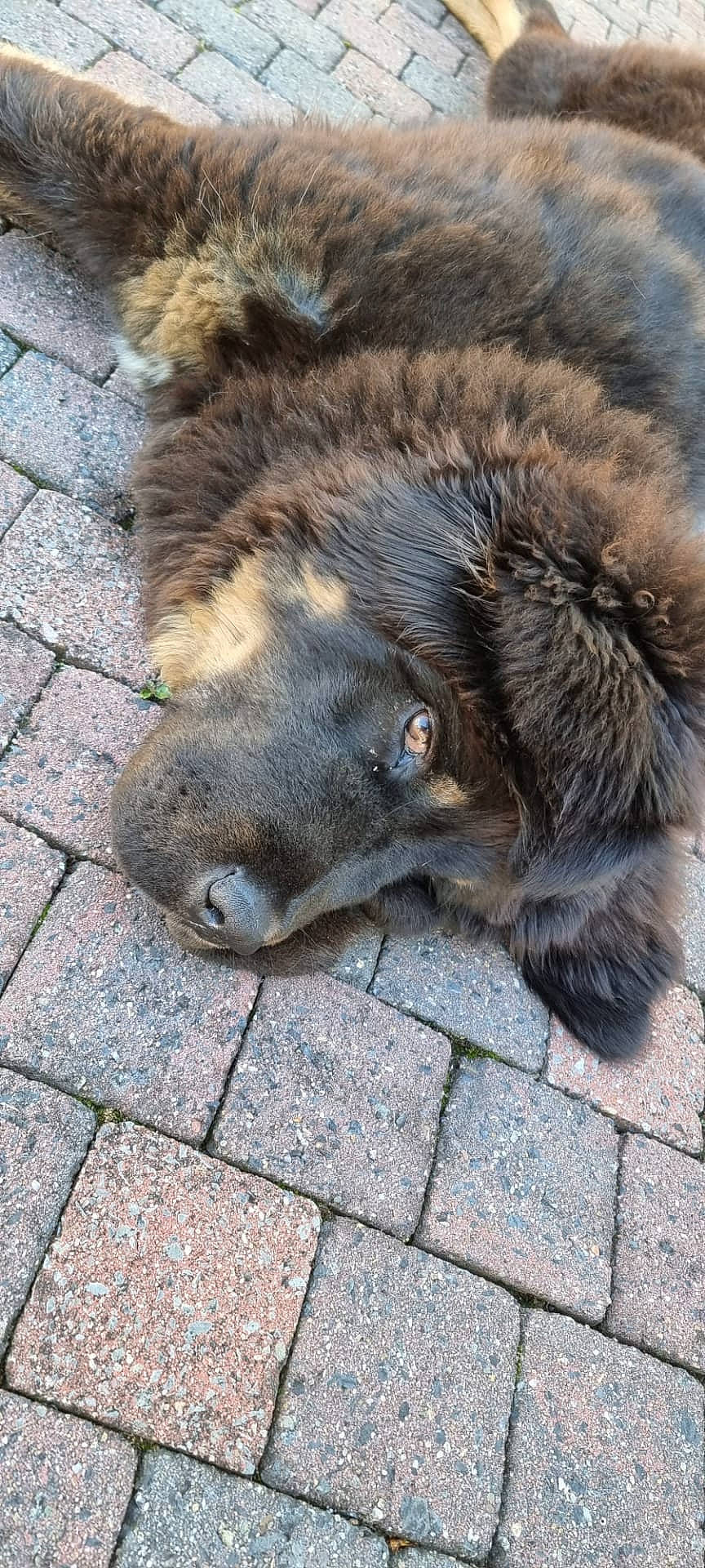 Tashi participe au concours pour gagner de l'argent avec cette photo : carnivore, claw, cobblestone, dog, dog_breed, estrela_mountain_dog, eye, felidae, flooring, fur, liver, paw, road_surface, small_to_medium_sized_cats, snout, sporting_group, tail, terrestrial_animal, whiskers, wildlife