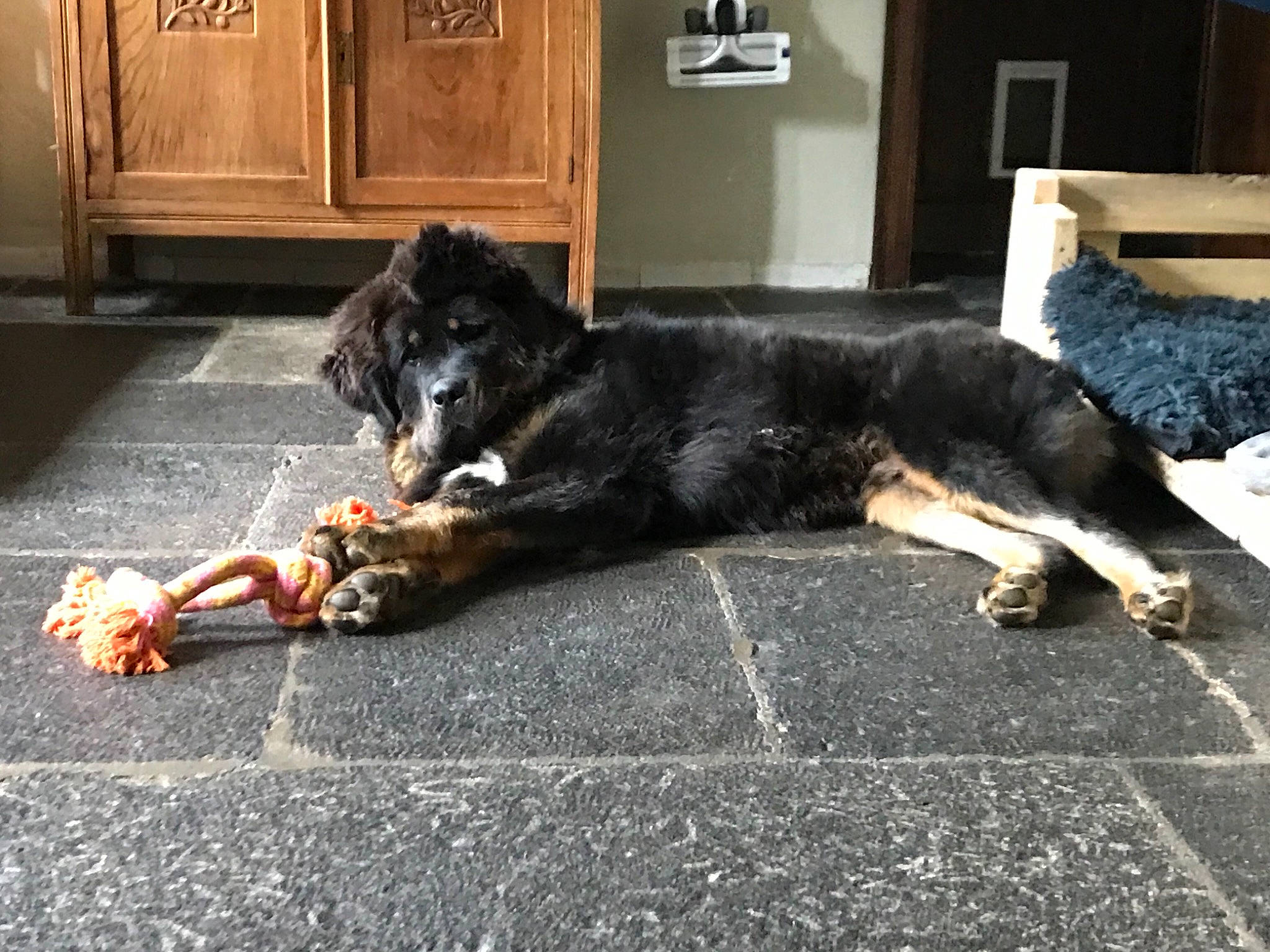 Tashi a rejoint le concours — aidez-le/la à gagner de superbes lots ! cabinetry, canidae, carnivore, claw, companion_dog, dog, dog_breed, door, door_mat, floor, flooring, fur, hardwood, room, snout, sporting_group, tail, working_dog