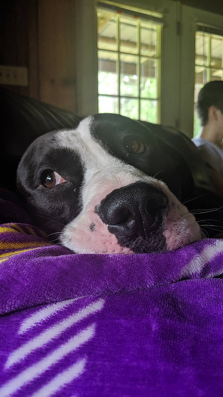 Courage joined the competition — help win amazing prizes! boston_terrier, canidae, carnivore, companion_dog, dog, dog_breed, mammal, non_sporting_group, nose, snout, vertebrate