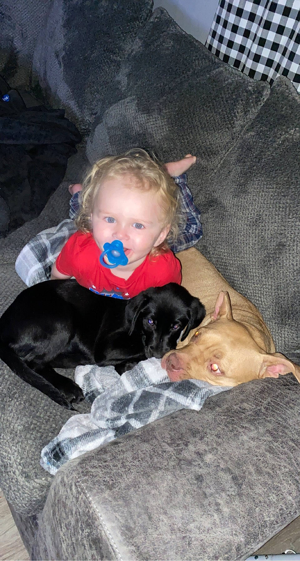 Keegan joined the competition — help win amazing prizes! canidae, carnivore, child, comfort, companion_dog, dog, dog_breed, dog_supply, fawn, fun, fur, guard_dog, lap, mammal, mesh, non_sporting_group, person, sitting, snout, sporting_group