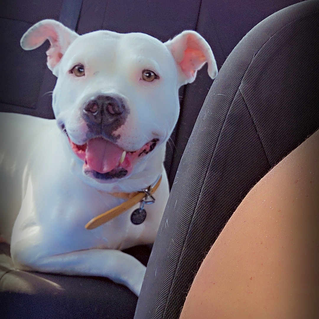 Magnolia is registered to the contest to win money with this photo: animal, boxer, bulldog, canine, car, car_interior, carseat, chair, couch, cushion, dog, frenchbulldog, furniture, headrest, homedecor, pet, pitbull, puppy, transportation, vehicle