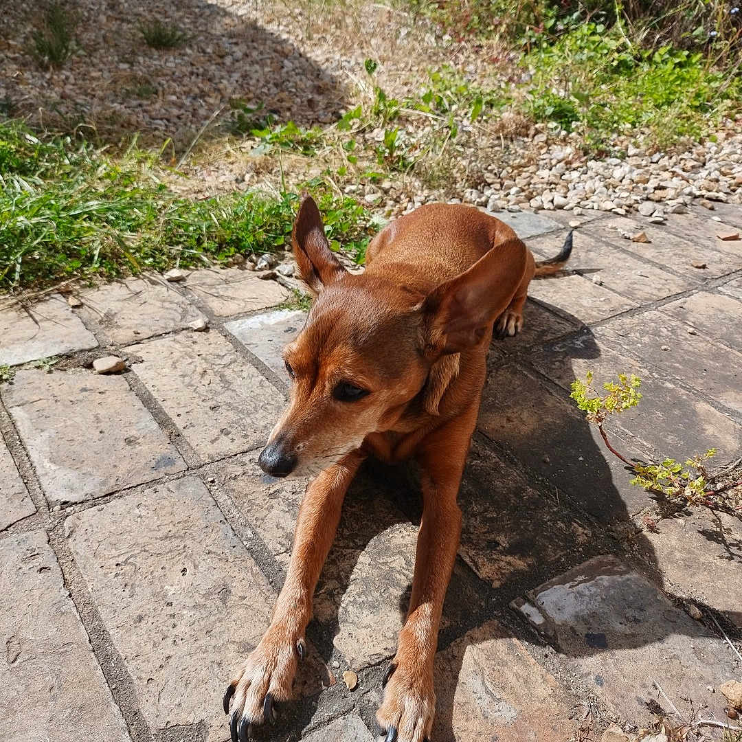 Daysie a rejoint le concours — aidez-le/la à gagner de superbes lots ! accessories, animal, canine, chihuahua, cobblestone, dog, flagstone, herbal, herbs, hound, path, pet, puppy, road, rock, sidewalk, slate, soil, strap, walkway