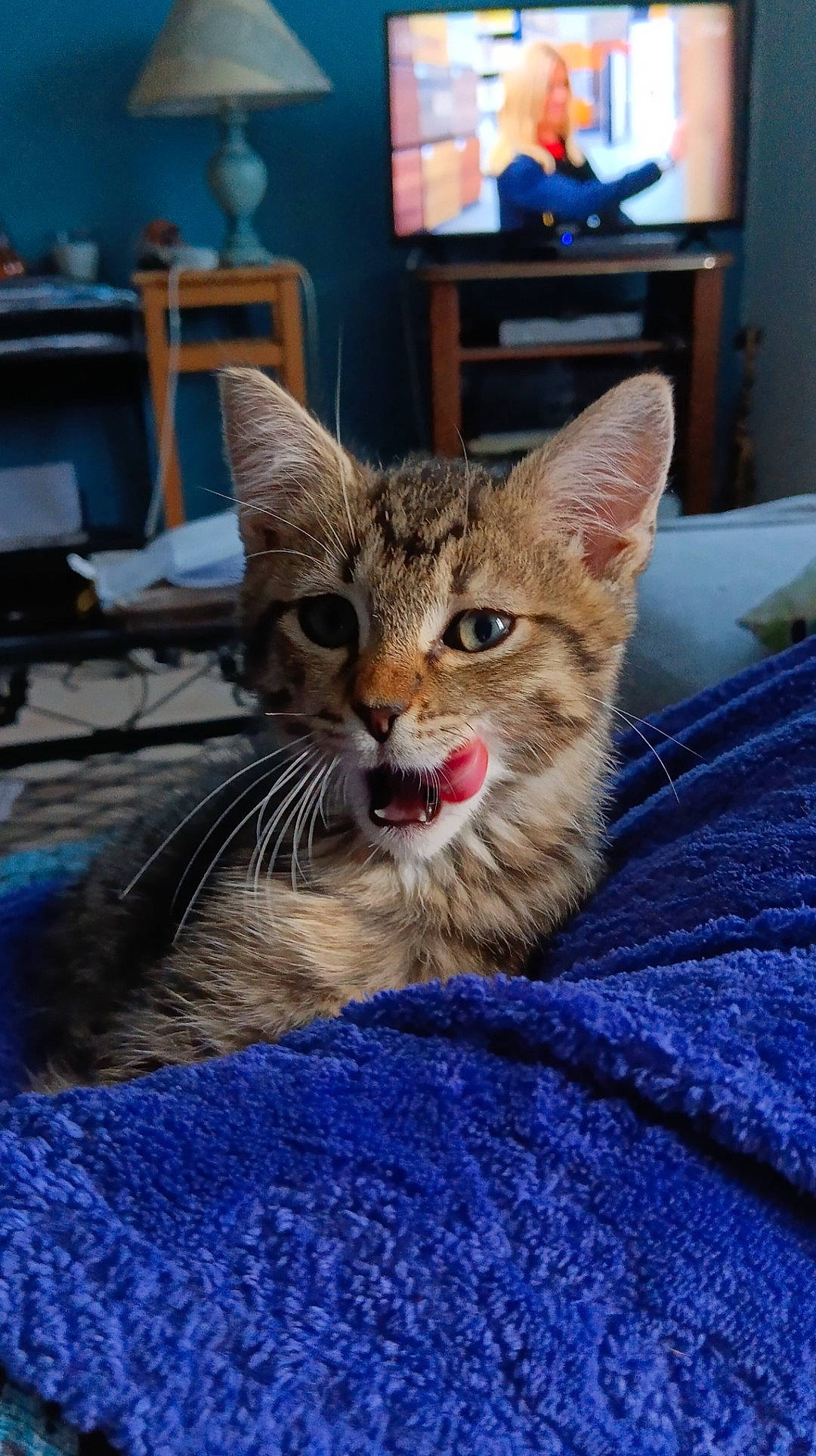 Aki participe au concours pour gagner de l'argent avec cette photo : blue, cable_television, carnivore, cat, chair, claw, comfort, domestic_short_haired_cat, door, electric_blue, felidae, fur, picture_frame, small_to_medium_sized_cats, snout, television, terrestrial_animal, whiskers