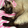 Mia is registered to the contest to win money with this photo: cat, siamese_cat, pet, blue_eyes, pink_collar, flower_accessory, fluffy_blanket, zebra_pattern, striped_blanket, resting, laying_down, feline, cute, cozy, indoor, animal, fur, whiskers, paw, relaxed