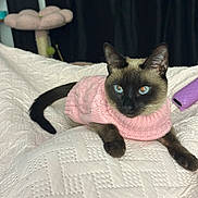 Mia joined the competition — help win amazing prizes! cat, siamese_cat, pink_sweater, pet_clothing, indoor, blanket, textured_blanket, cat_tree, relaxed, feline, cute, domestic_cat, animal, cozy, resting, ears, whiskers, tail, blue_eyes, soft_lighting