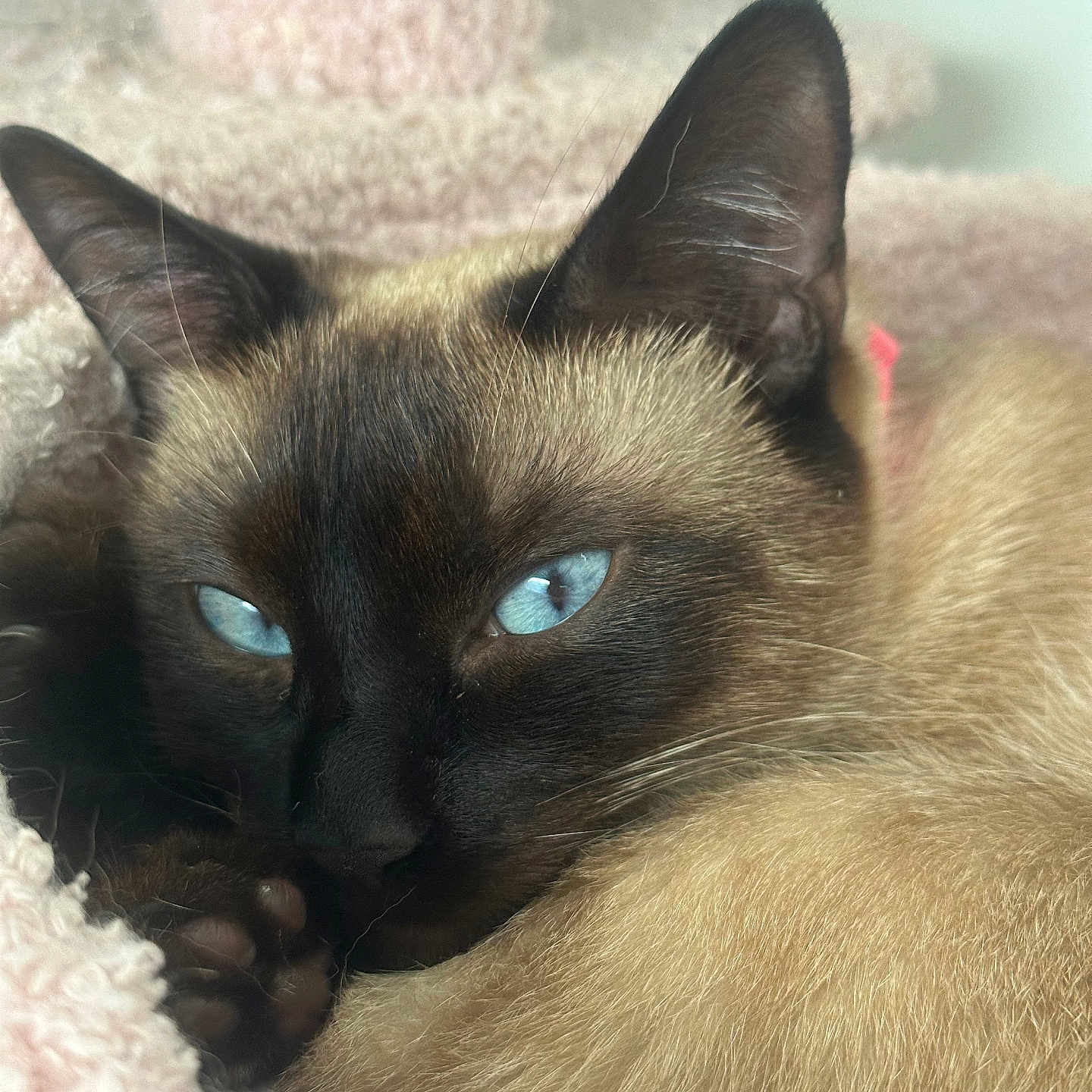 Mia joined the competition — help win amazing prizes! cat, siamese_cat, blue_eyes, close_up, feline, pet, animal, fur, whiskers, ears, paw, resting, sleepy, cozy, blanket, soft_texture, indoor, cute, relaxed, portrait