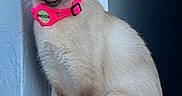 Mia joined the competition — help win amazing prizes! cat, siamese, blue_eyes, pink_collar, tongue_out, sitting, terrazzo, ledges, fur, pet, animal, indoor, portrait, cute, whiskers, ears, tail, feline, close_up, alert