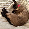 Mia joined the competition — help win amazing prizes! cat, siamese_cat, sleeping, curled_up, pet, animal, feline, collar, pink_collar, blanket, soft_texture, cozy, resting, fur, whiskers, paw, indoor, relaxing, cute, nap