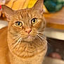 Padme is registered to the contest to win money with this photo: cat, ginger_cat, close_up, pet, whiskers, fur, animal, domestic_cat, cute, indoor, curious, face, portrait, eyes, mammal, feline, soft_background, warm_colors, focused, friendly