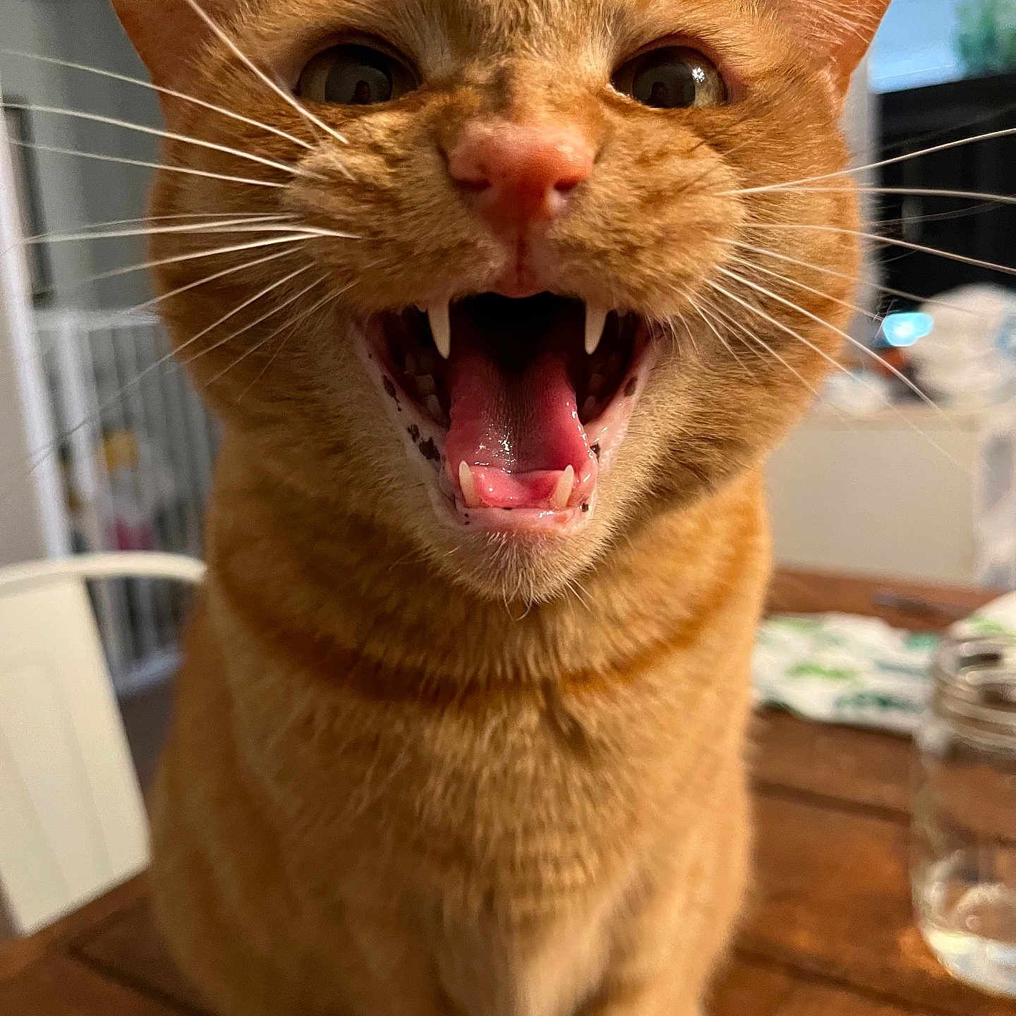 Padme joined the competition — help win amazing prizes! animal, background_blur, cat, close_up, curious, cute, domestic_cat, feline, ginger_cat, household, indoor, mouth_open, orange_fur, pet, sitting, table, teeth, tongue, whiskers, wooden_table