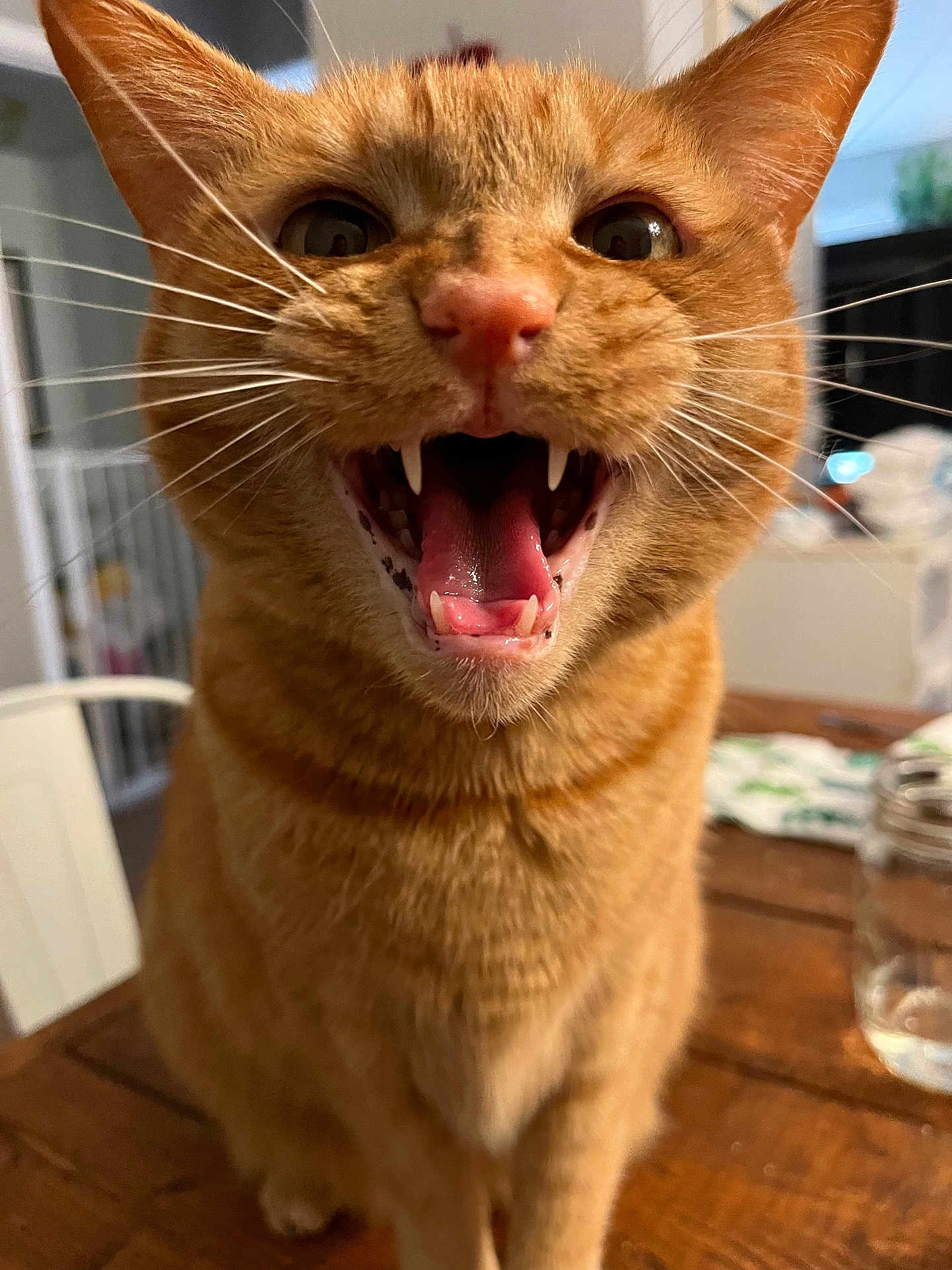 Padme joined the competition — help win amazing prizes! cat, ginger_cat, mouth_open, teeth, tongue, whiskers, indoor, table, wooden_table, pet, animal, close_up, feline, orange_fur, domestic_cat, cute, curious, sitting, household, background_blur