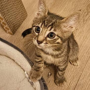 Lucky participe au concours pour gagner de l'argent avec cette photo : kitten, cat, tabby, pet, paw, bed, floor, curious, indoor, feline, whiskers, young, cute, animal, fur, small, domestic, playful, household, wooden_floor