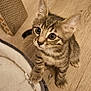 kitten, cat, tabby, pet, paw, bed, floor, curious, indoor, feline, whiskers, young, cute, animal, fur, small, domestic, playful, household, wooden_floor