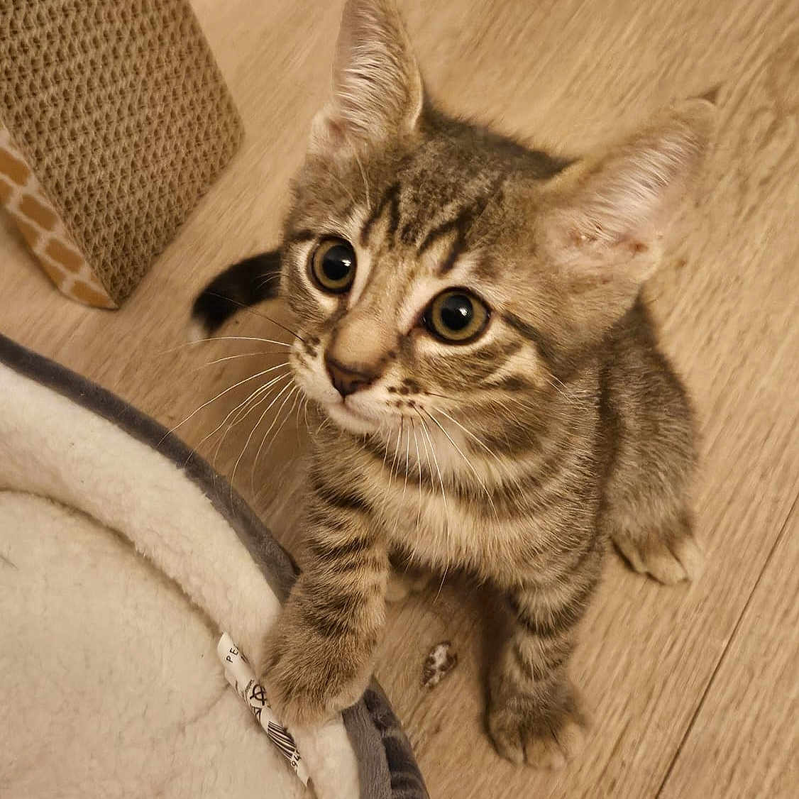Lucky participe au concours pour gagner de l'argent avec cette photo : animal, bed, cat, curious, cute, domestic, feline, floor, fur, household, indoor, kitten, paw, pet, playful, small, tabby, whiskers, wooden_floor, young