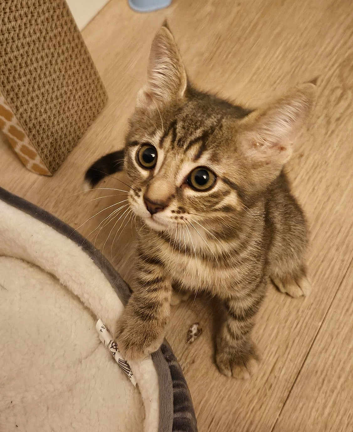 Lucky participe au concours pour gagner de l'argent avec cette photo : kitten, cat, tabby, pet, paw, bed, floor, curious, indoor, feline, whiskers, young, cute, animal, fur, small, domestic, playful, household, wooden_floor