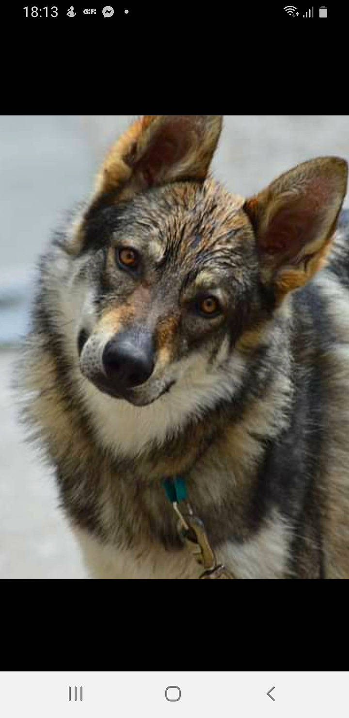 Mistral a rejoint le concours — aidez-le/la à gagner de superbes lots ! art, canidae, canis, carnivore, collar, companion_dog, dog, dog_breed, eye, fawn, fur, head, plant, snout, sporting_group, terrestrial_animal, whiskers, wildlife, working_animal, working_dog