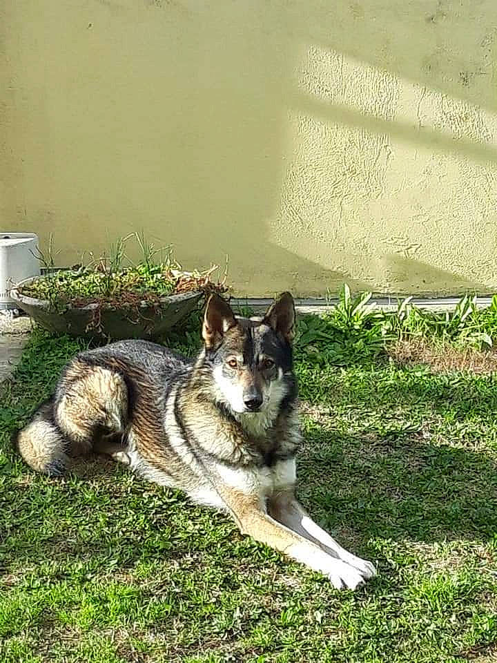 Mistral a rejoint le concours — aidez-le/la à gagner de superbes lots ! art, canidae, carnivore, companion_dog, dog, dog_breed, foot, fur, gas, grass, motor_vehicle, plant, sled_dog, snout, sporting_group, tail, terrestrial_animal, tree, wildlife, working_dog