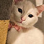 Marie a rejoint le concours — aidez-le/la à gagner de superbes lots ! animal, bow_tie, cat, close_up, closeup, collar, curious, cute, domestic_cat, ears, feline, fur, indoor, pet, pet_accessory, pink, scratching_post, soft, whiskers, white_cat