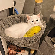 Marie participe au concours pour gagner de l'argent avec cette photo : animal, cat, cat_hammock, cat_tree, cozy, cute, domestic, feline, fur, gray_fabric, home, indoor, kitten, pet, plush_toy, relaxing, resting, soft, toy, white_cat