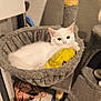 animal, cat, cat_hammock, cat_tree, cozy, cute, domestic, feline, fur, gray_fabric, home, indoor, kitten, pet, plush_toy, relaxing, resting, soft, toy, white_cat