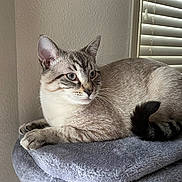 Yoda joined the competition — help win amazing prizes! cat, feline, pet, blue_eyes, gray_blanket, window_blinds, indoor, resting, animal, fur, whiskers, tail, ears, paws, cozy, light, shadow, portrait, domestic, calm