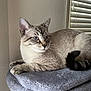 cat, feline, pet, blue_eyes, gray_blanket, window_blinds, indoor, resting, animal, fur, whiskers, tail, ears, paws, cozy, light, shadow, portrait, domestic, calm