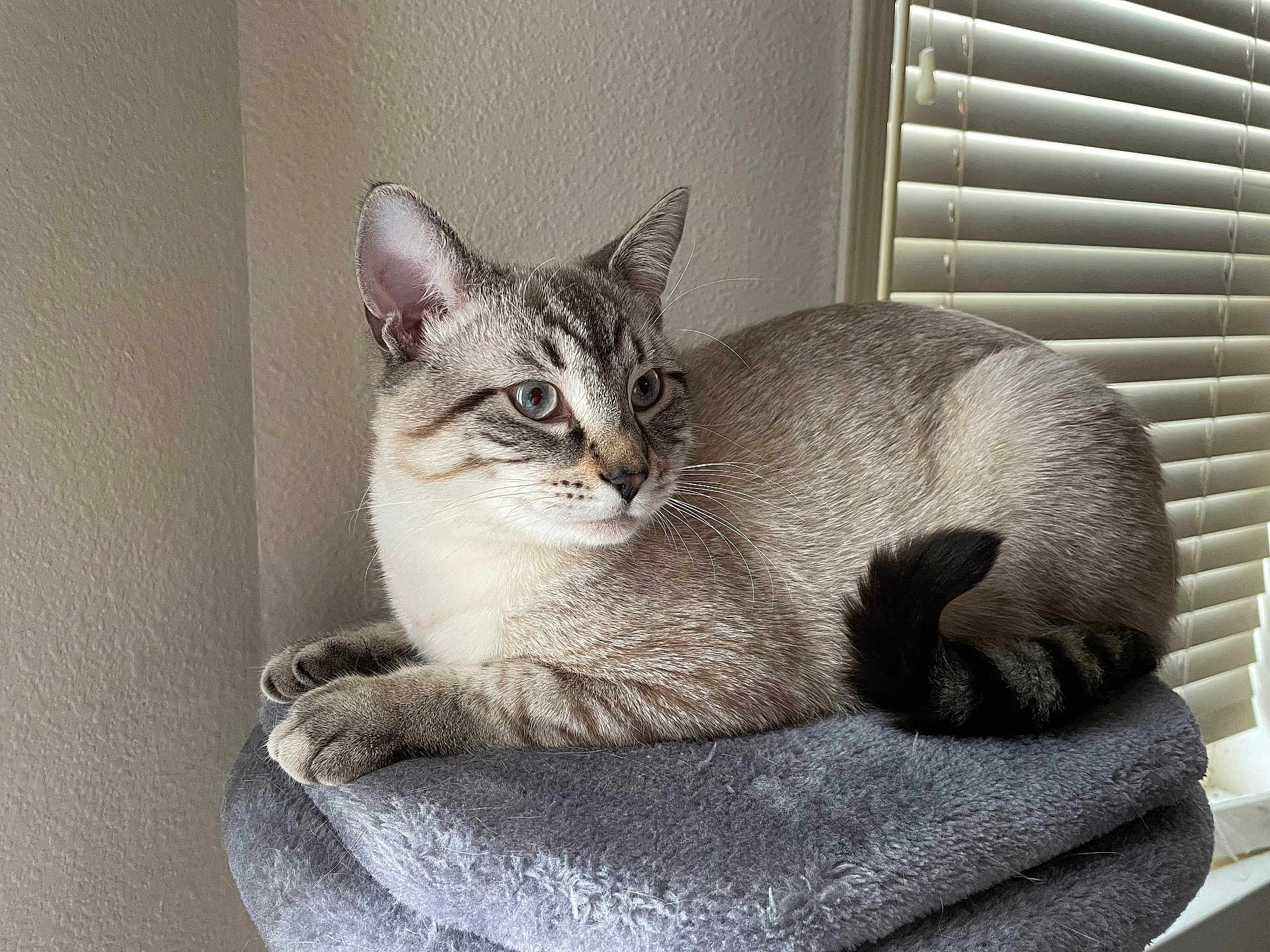 Yoda