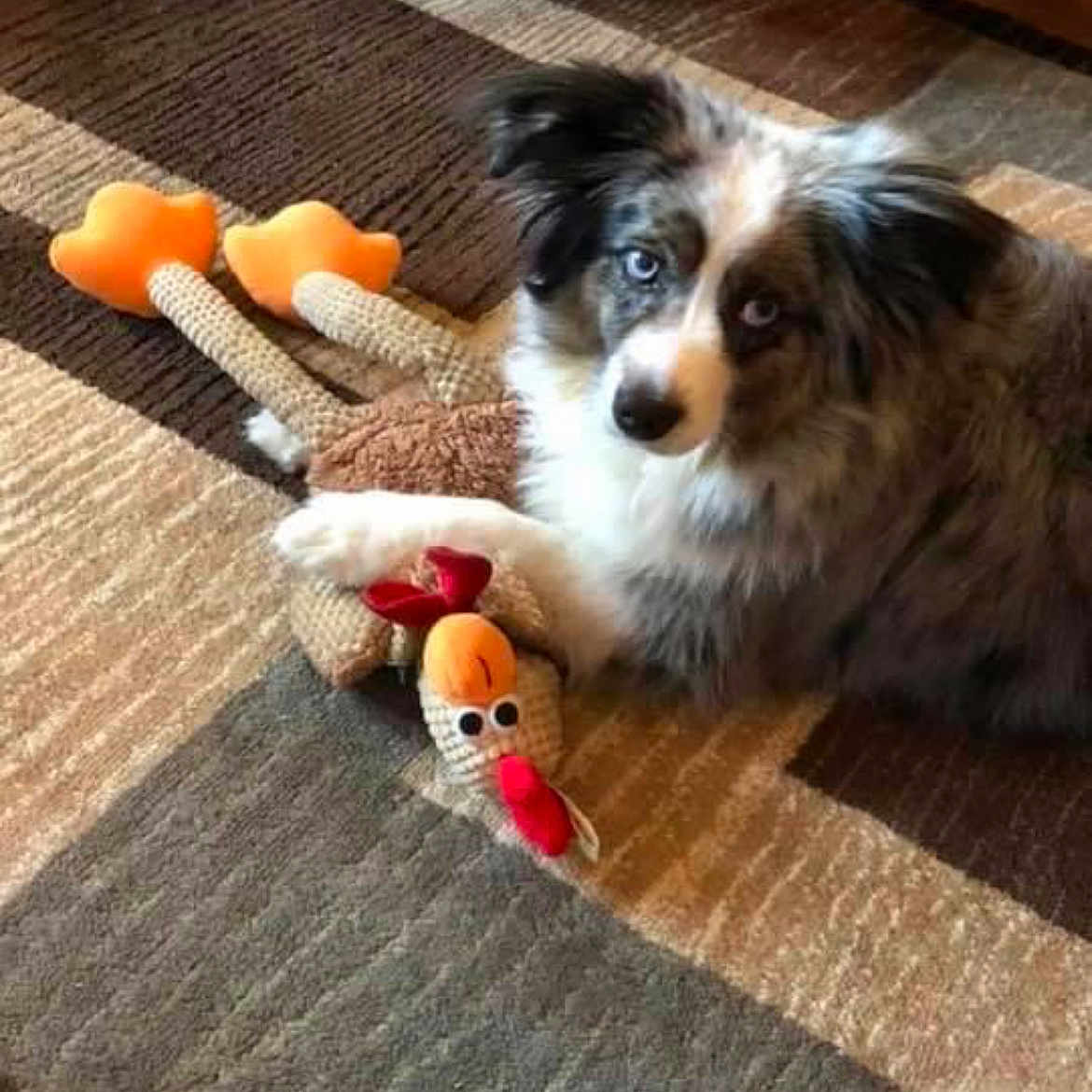 Aussie joined the competition — help win amazing prizes! animal, black, blue_eyes, brown, carpet, cozy, cute, dog, fluffy, fur, home, indoor, looking_at_camera, mammal, pet, playful, relaxed, stuffed_toy, toy, white