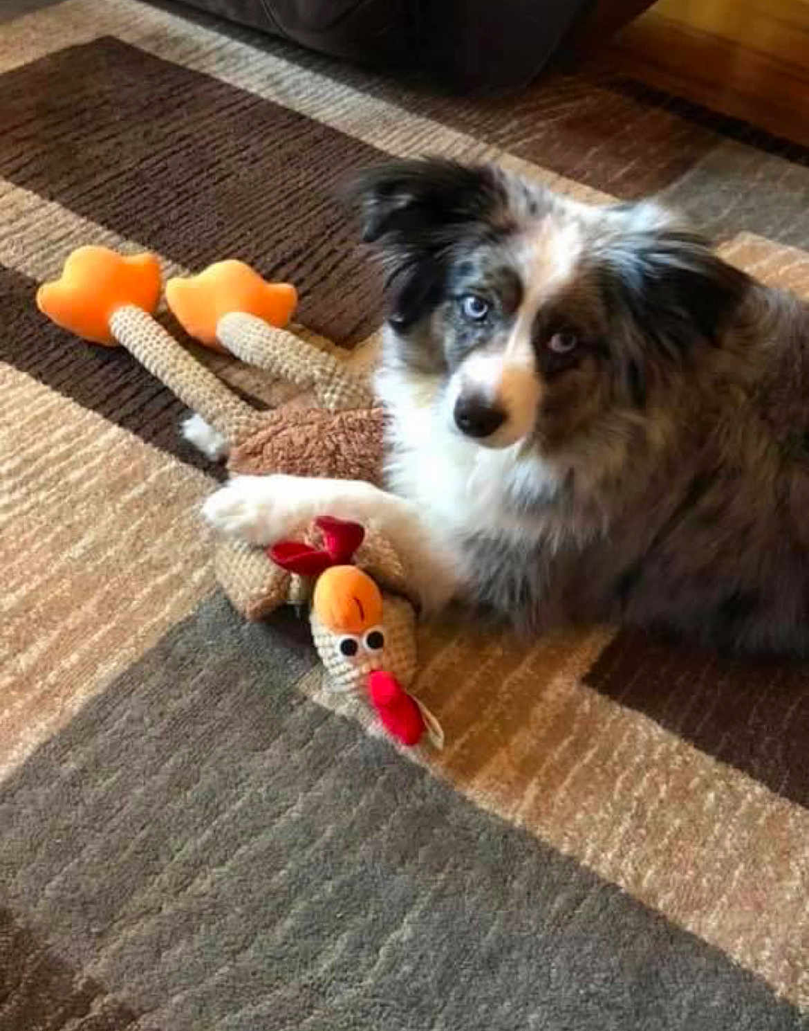 Aussie