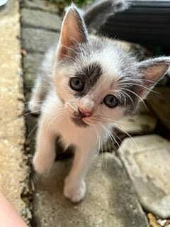 Cow joined the competition — help win amazing prizes! carnivore, cat, claw, domestic_short_haired_cat, eye, fawn, felidae, fur, paw, photo_caption, plant, small_to_medium_sized_cats, snout, tail, whiskers