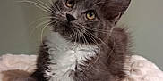 Sarabi participe au concours pour gagner de l'argent avec cette photo : animal, cat, close_up, curious, cute, domestic_cat, feline, fluffy, fur, gray_cat, indoor, kitten, pet, portrait, relaxed, resting, soft_blanket, whiskers, white_paws, young_cat