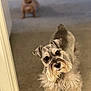 dog, schnauzer, small_dog, carpet, indoor, pet, curious, beard, ears, fur, canine, animal, companion, home, domestic, blurred_background, two_dogs, waiting, floor, doorway