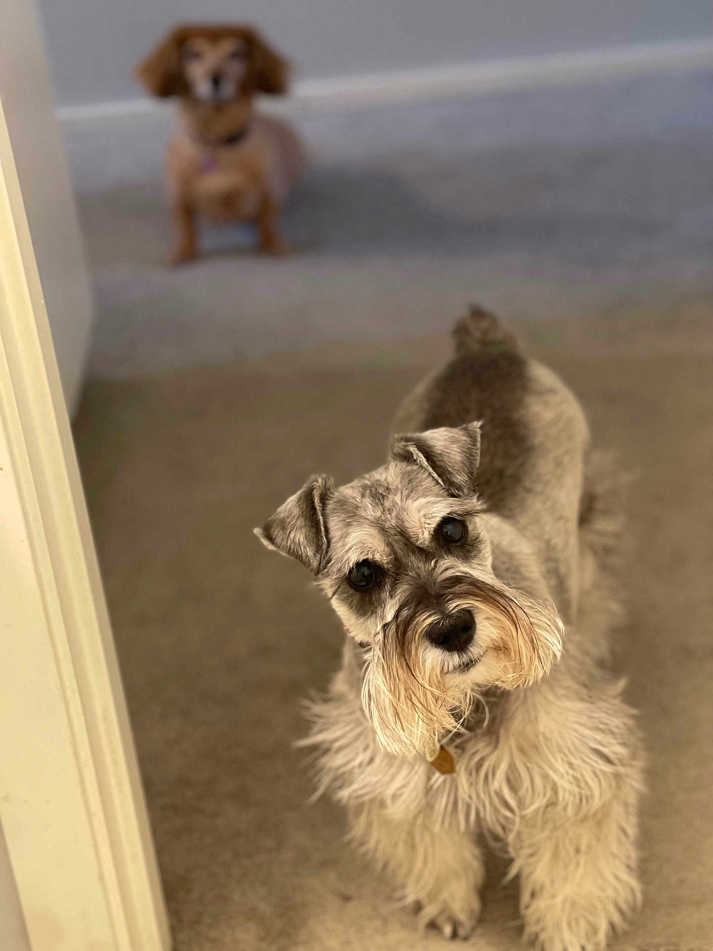 Daisy is registered to the contest to win money with this photo: dog, schnauzer, small_dog, carpet, indoor, pet, curious, beard, ears, fur, canine, animal, companion, home, domestic, blurred_background, two_dogs, waiting, floor, doorway