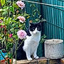cat, black_and_white, rose, flowers, garden, fence, green_fence, potted_plant, concrete_pot, brick_edge, plant, outdoor, pet, sitting, whiskers, paw, leaves, bloom, portrait, nature