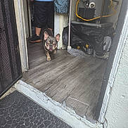 Coco is registered to the contest to win money with this photo: dog, french_bulldog, floor, doorway, person, shoes, mop, indoor, utility_room, wall, curtain, mat, wood_floor, shorts, sneakers, pet, walking, room, household, small_dog