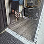 dog, french_bulldog, floor, doorway, person, shoes, mop, indoor, utility_room, wall, curtain, mat, wood_floor, shorts, sneakers, pet, walking, room, household, small_dog