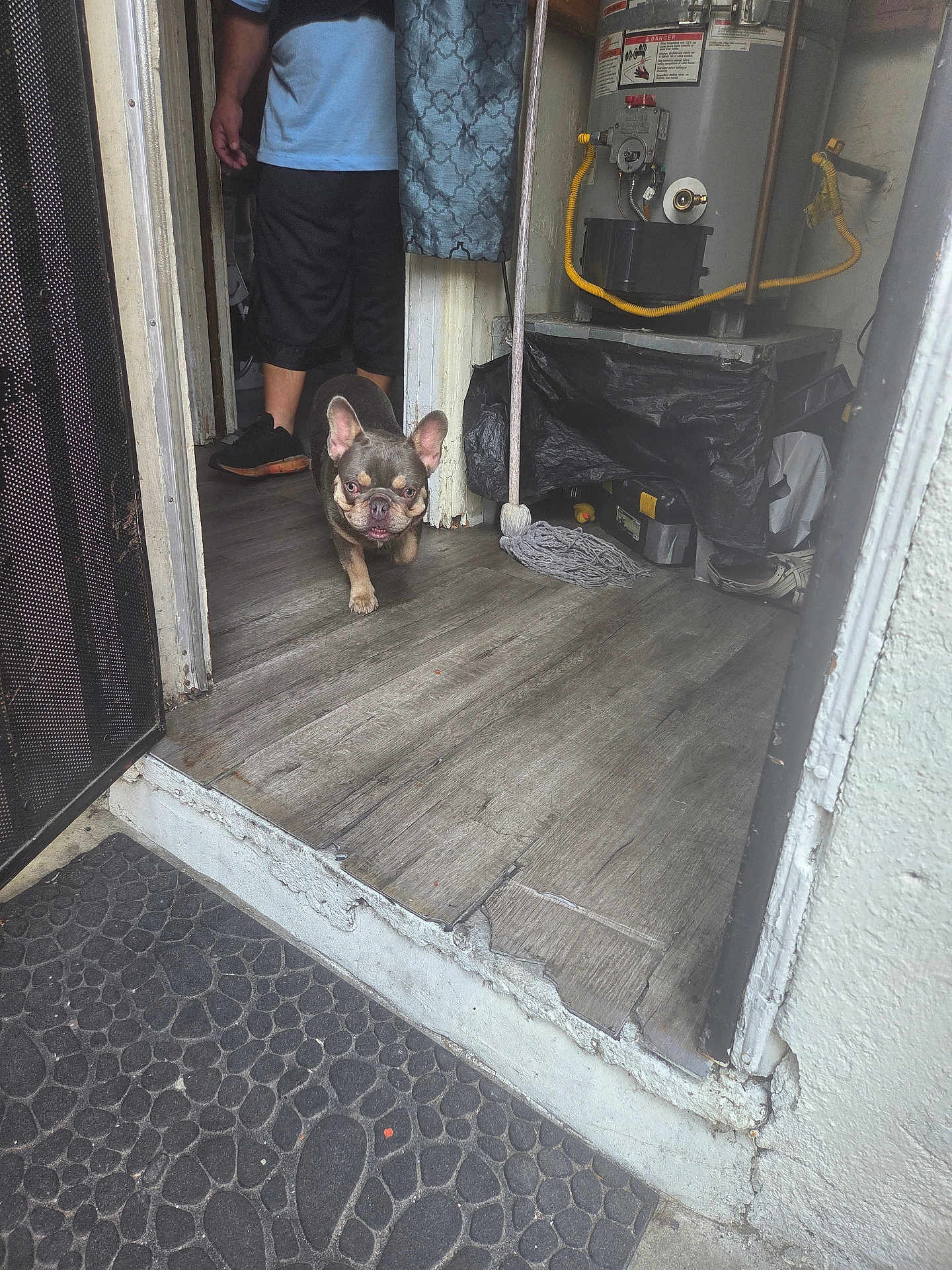 Coco is registered to the contest to win money with this photo: dog, french_bulldog, floor, doorway, person, shoes, mop, indoor, utility_room, wall, curtain, mat, wood_floor, shorts, sneakers, pet, walking, room, household, small_dog
