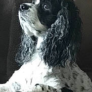 Joey is registered to the contest to win money with this photo: animal, black, canine, close_up, companion, curly_ears, cute, dog, domestic_animal, fur, furry, indoor, paw, pet, portrait, relaxed, side_view, sitting, snout, white